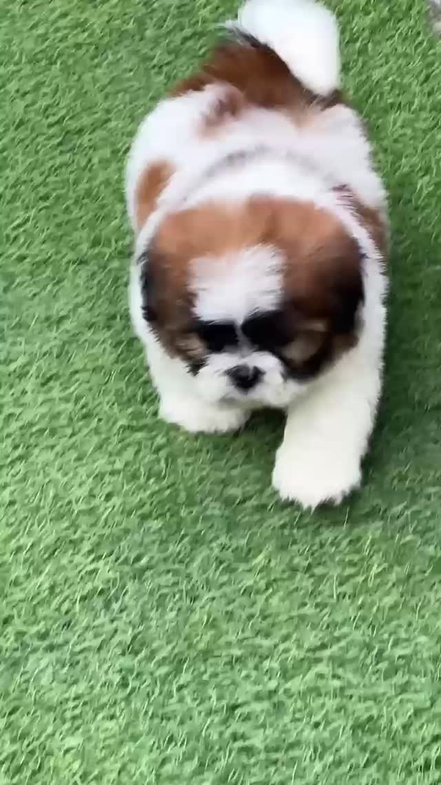 Shih Tzu | Black Color, farm video