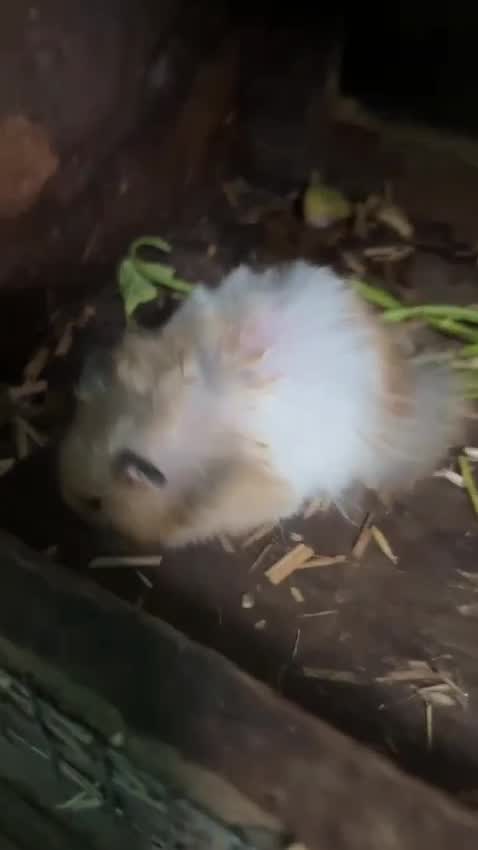 Dwarf Hamster Babies | Adults, farm video