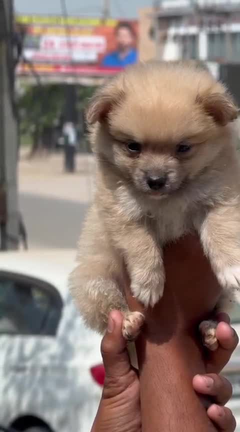 Toy Poodle Puppy, farm video