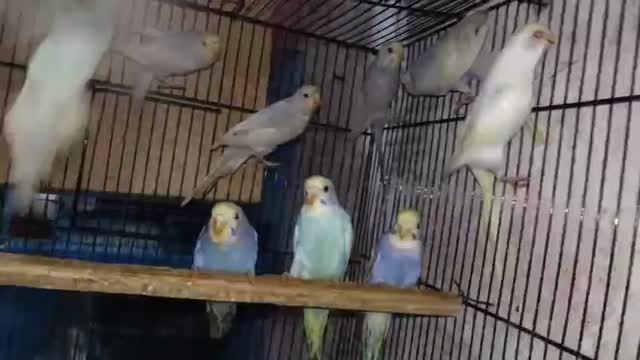 Budgies, farm video