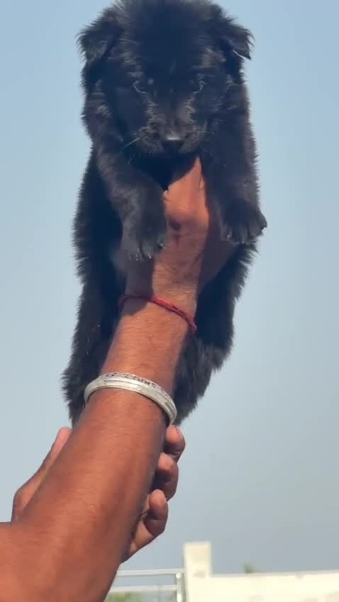 German Shepherd Puppy, farm video