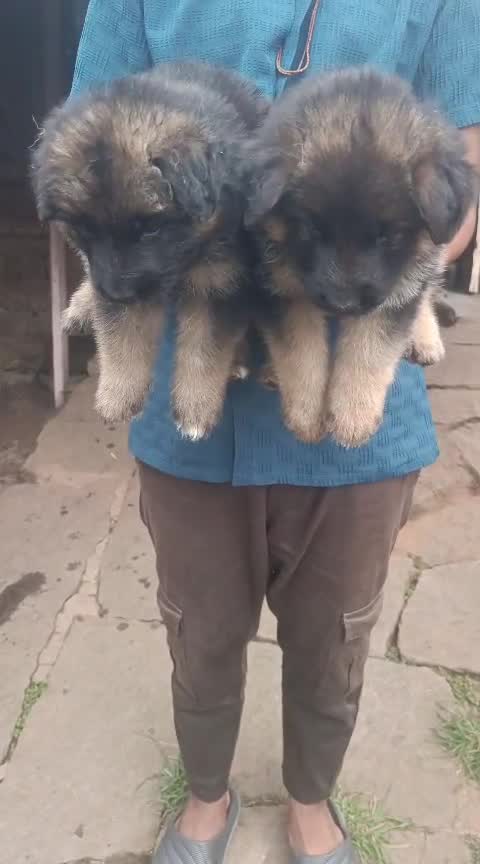 German Shepherd Puppy, farm video
