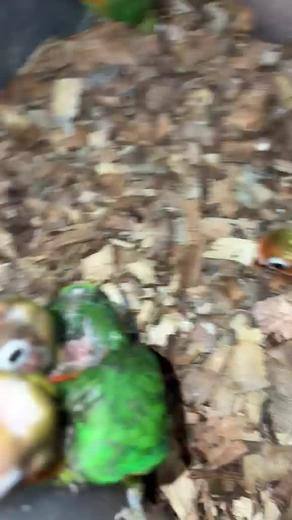 African Love Birds | Yellow & Orange, farm video