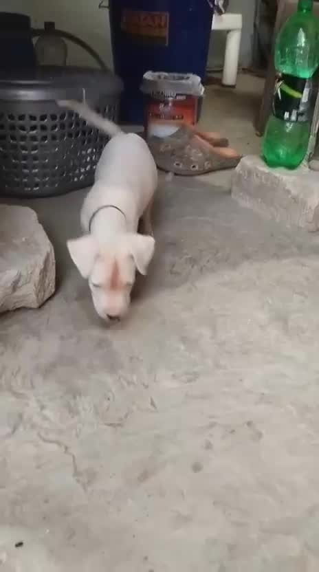 Dogo Argentino Puppy, farm video