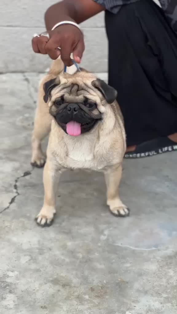 Pug Puppy, farm video