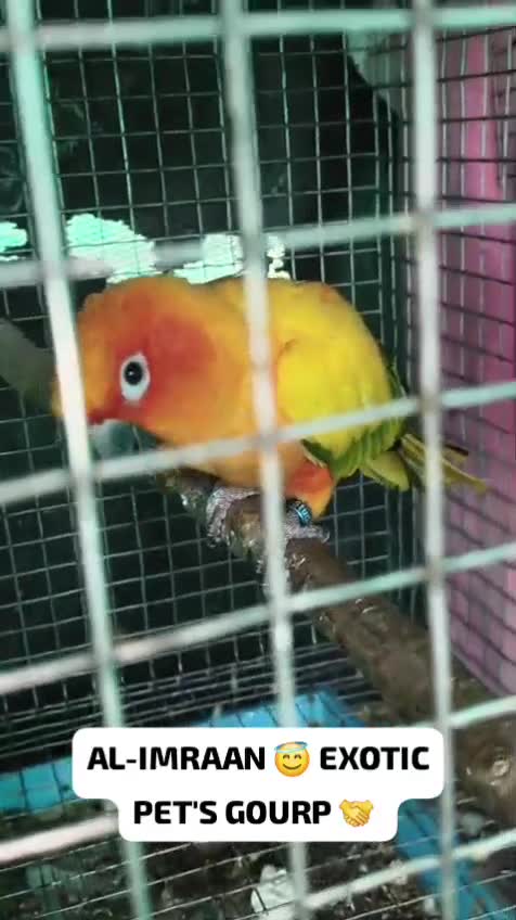 Sun Conure, farm video