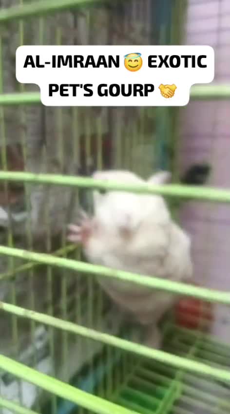 Sugar Glider | White (Lucy), farm video