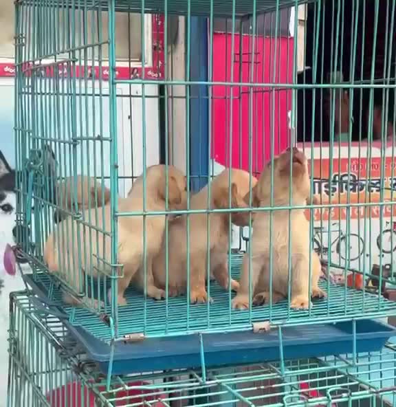 Beagle Black & Tan Puppy, farm video