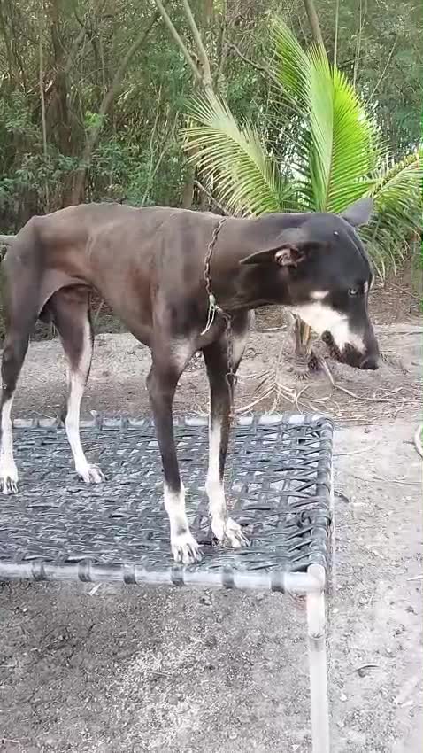 Kanni, farm video