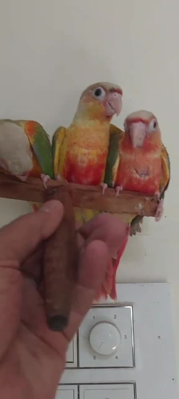 Pineapple Headed Conure, farm video