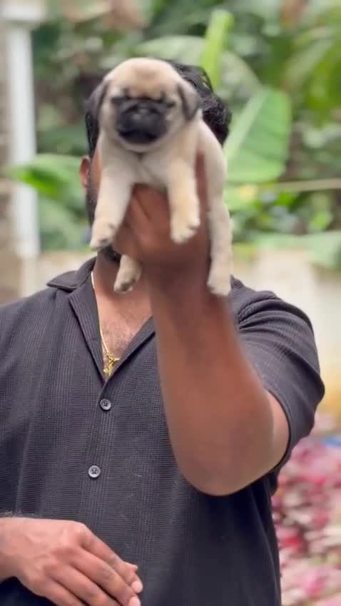 Pug Puppy, farm video