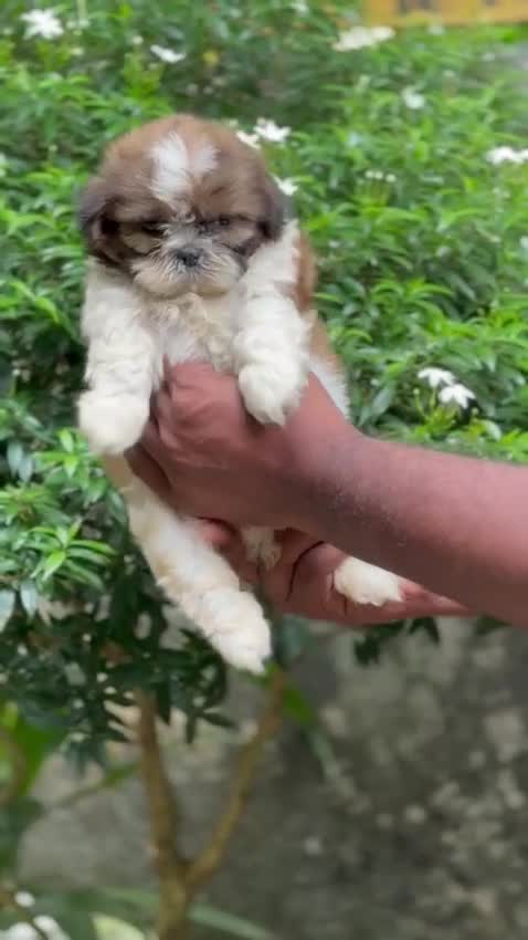 Shih Tzu | Black Color, farm video