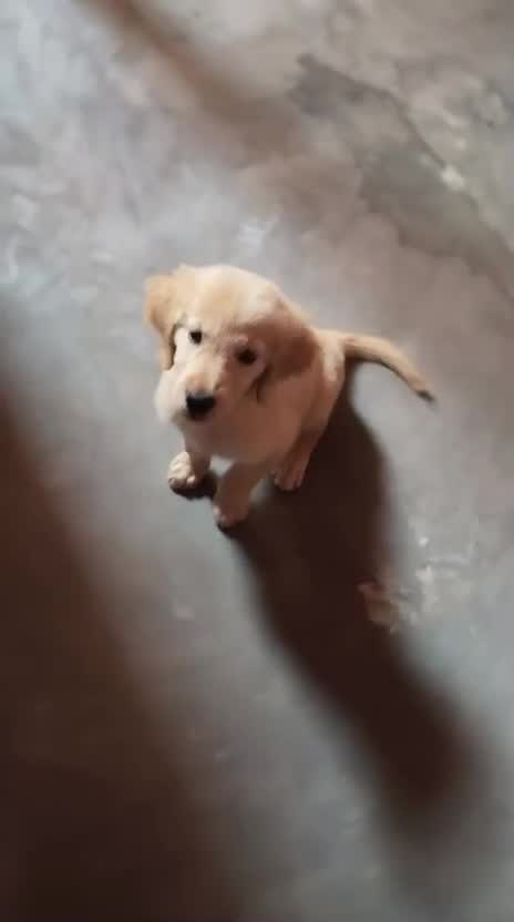 Golden Retriever, farm video