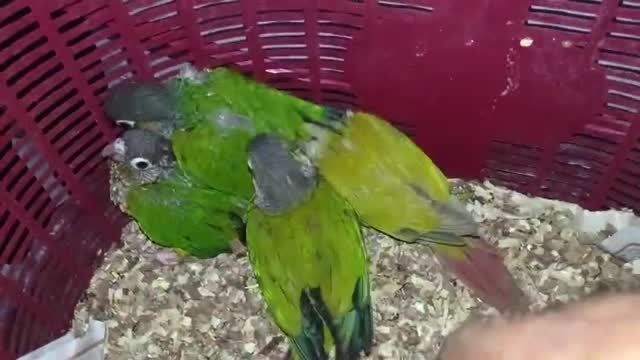 Pineapple Headed Conure, farm video