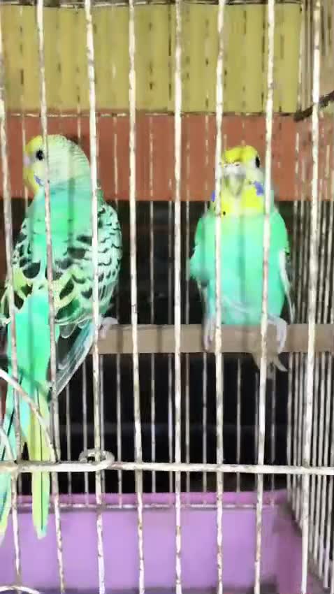 Budgies, farm video