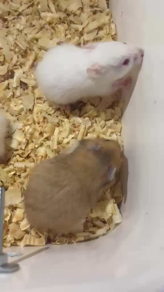 Dwarf Hamster Babies | Adults, farm video
