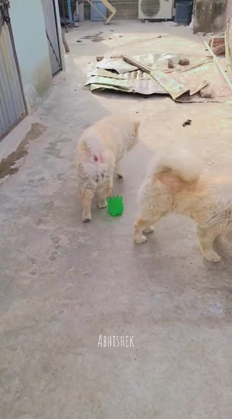Chow Chow Puppies, farm video