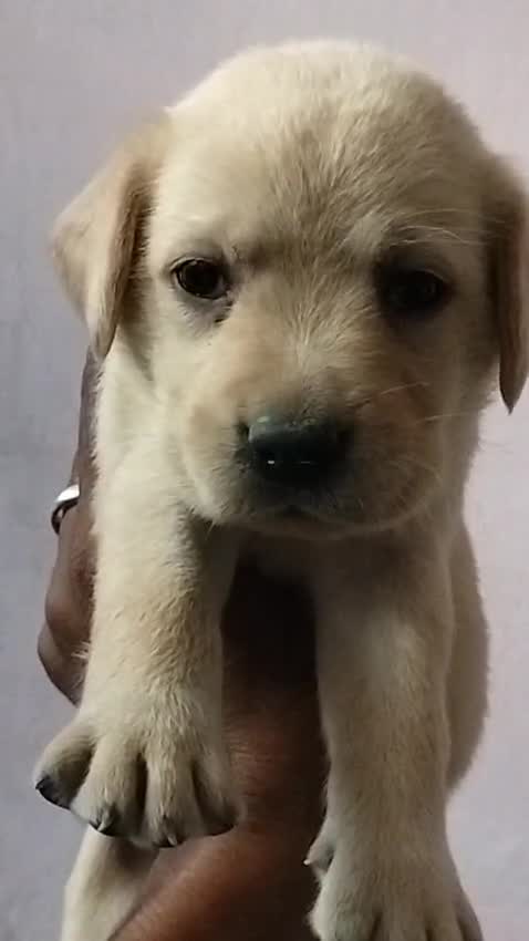 Beagle Black & Tan Puppy, farm video