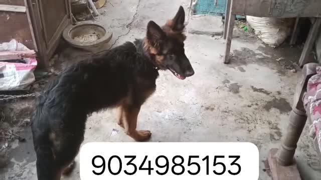 German Shepherd Puppy, farm video