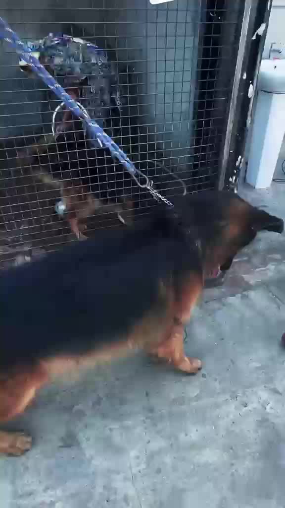 German Shepherd Puppy, farm video