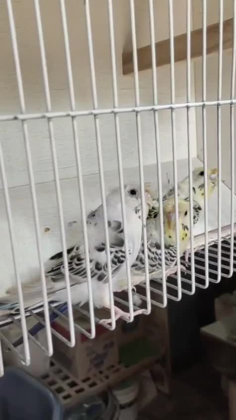 Homer Pigeon, farm video