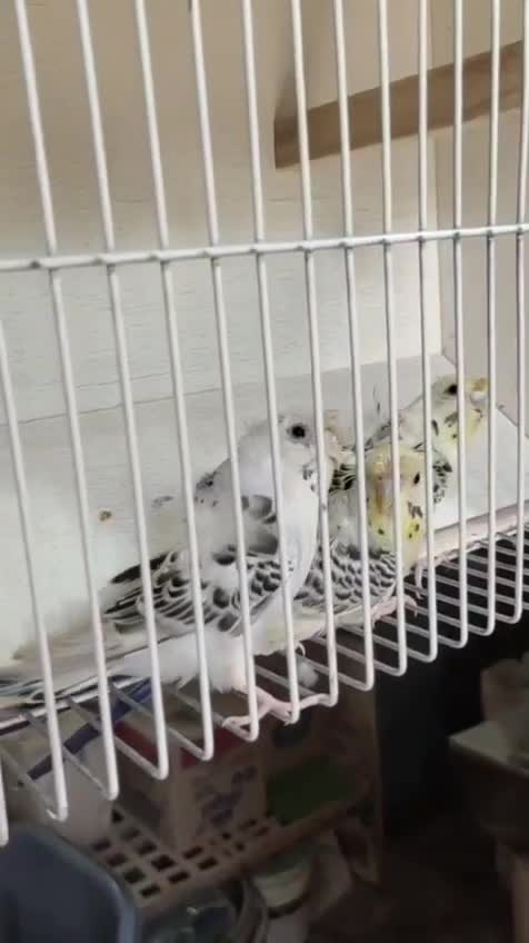 Homer Pigeon, farm video