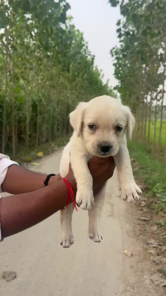 Beagle Black & Tan Puppy, farm video