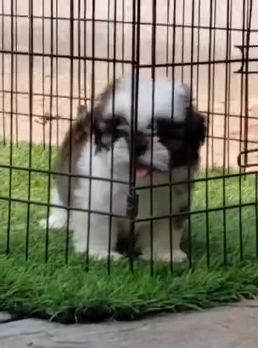 Shih Tzu | Tri Color Puppy, farm video