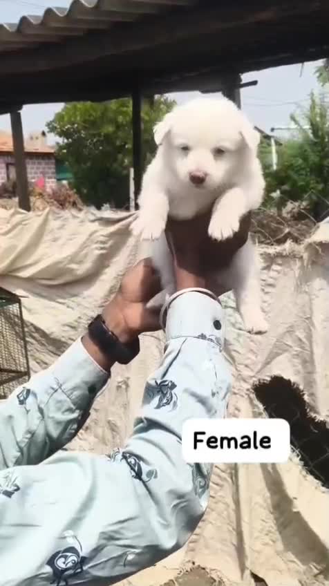 Pomeranian Puppy | Black Color, farm video
