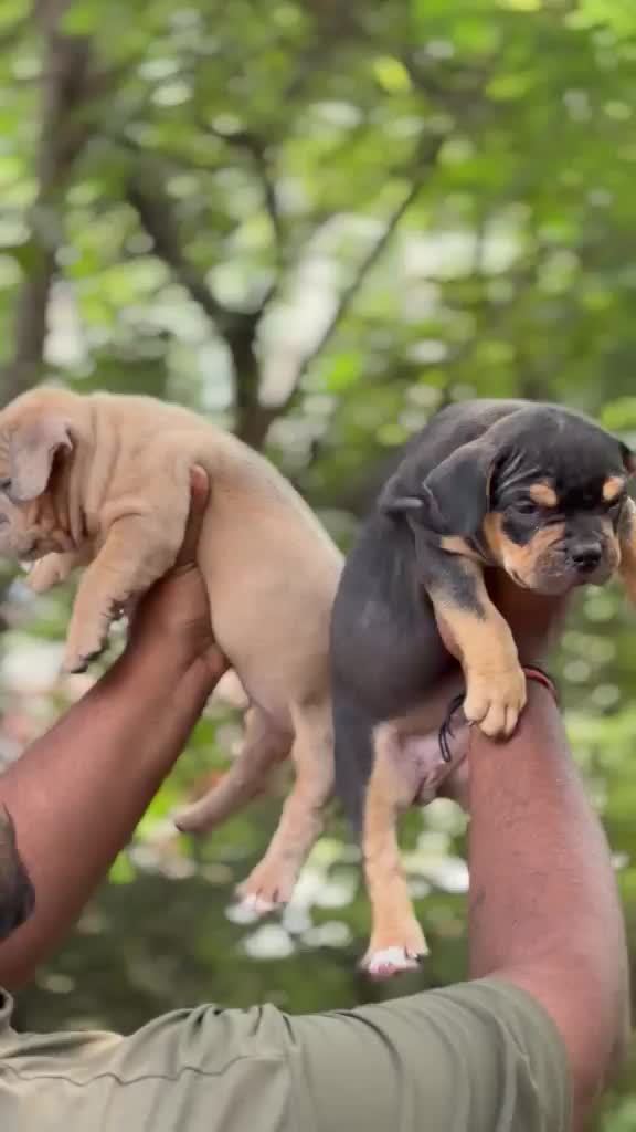 American Bully Pocket Size Puppy, farm video