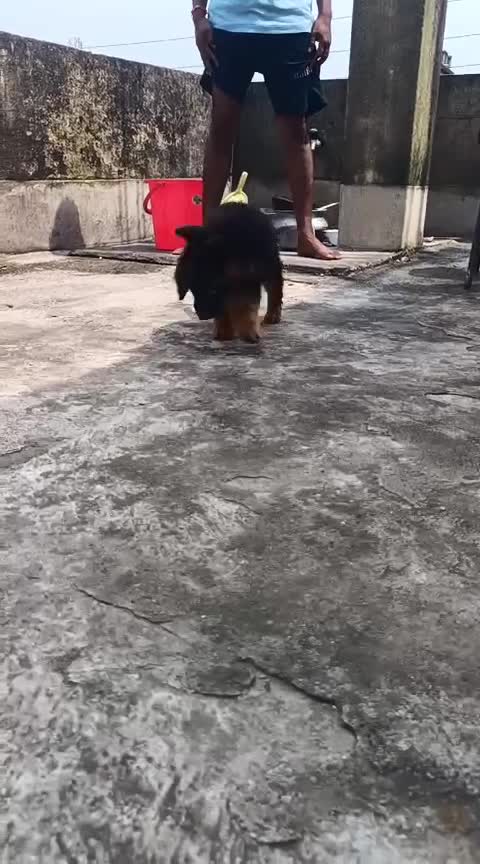 German Shepherd Puppy, farm video