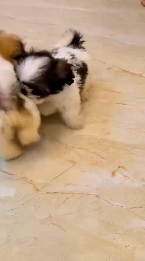 Shih Tzu | Black Color, farm video