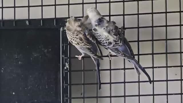 Homer Pigeon, farm video