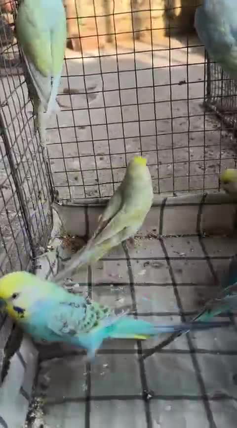 Budgies, farm video