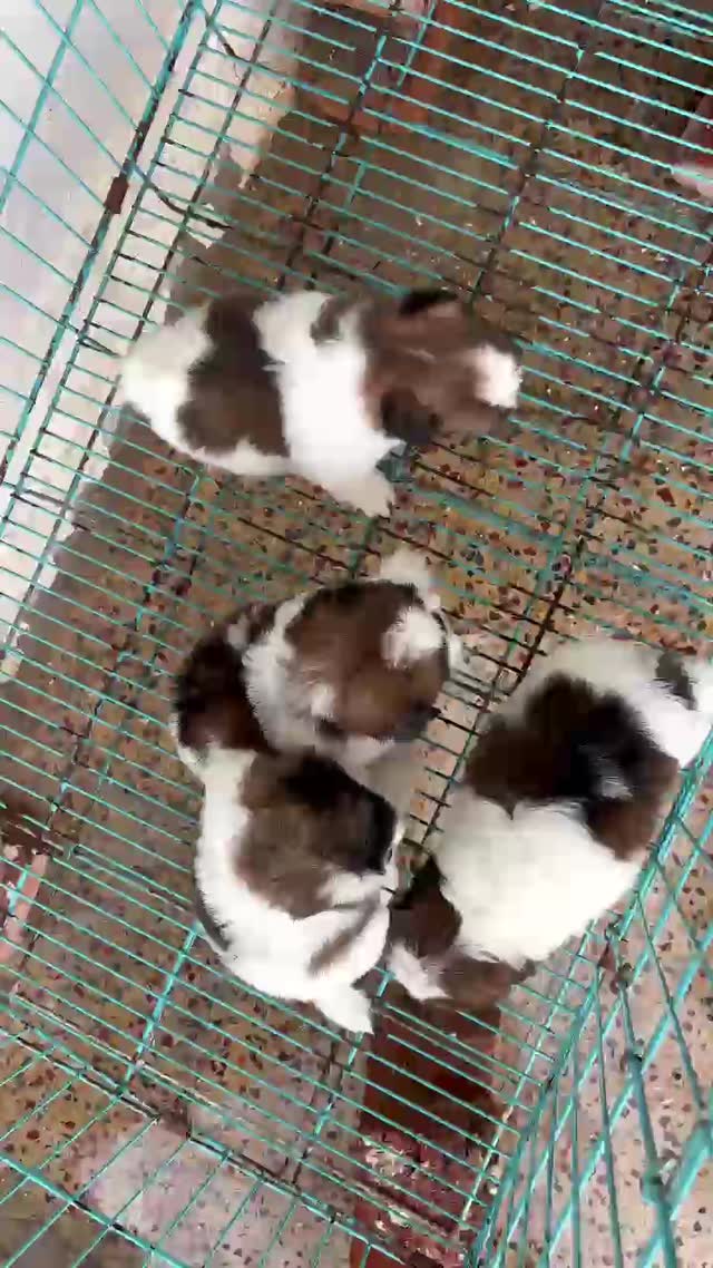 Shih Tzu | Tri Color Puppy, farm video