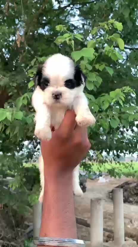 Shih Tzu | Black Color, farm video