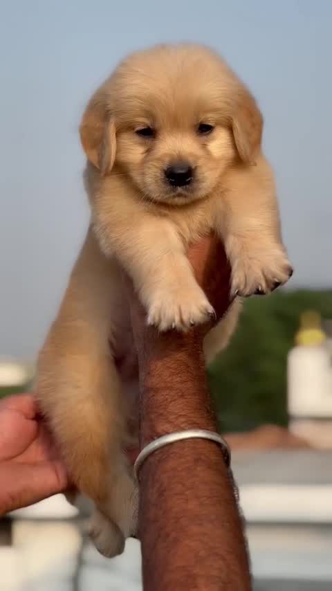 Golden Retriever, farm video