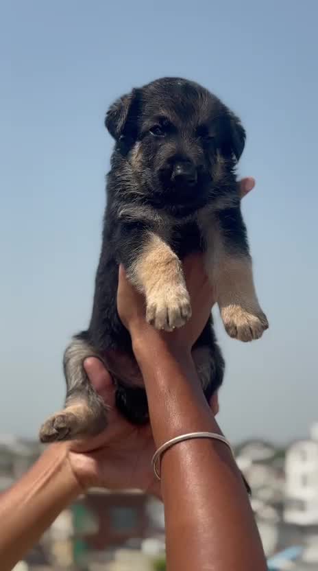 German Shepherd at an affiliated farm in Agra, Uttar Pradesh