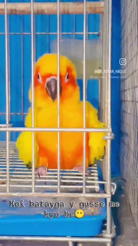 Sun Conure, farm video