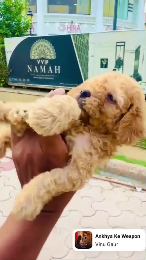 Toy Poodle Puppy, farm video