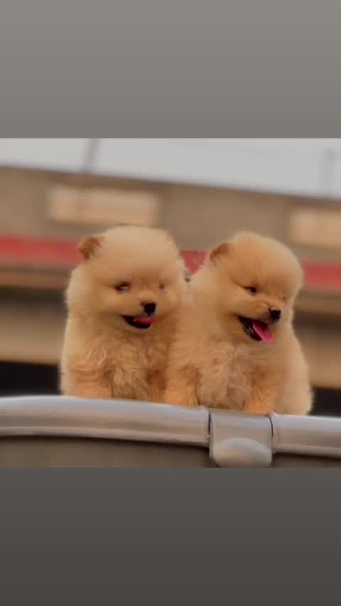 Culture Pom Puppy | White Color, farm video