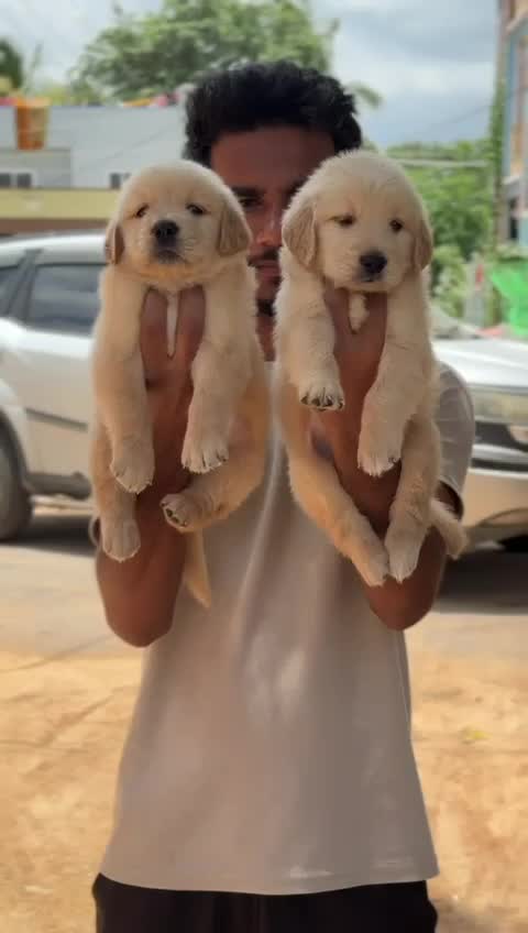 Golden Retriever, farm video