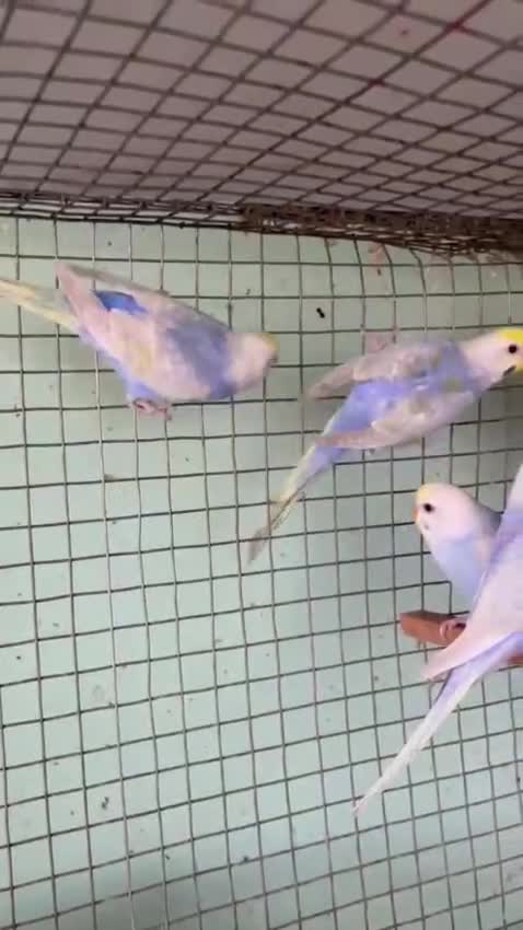 Budgies, farm video