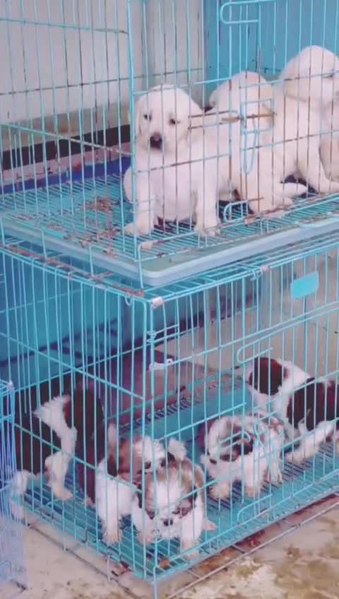 Beagle Black & Tan Puppy, farm video