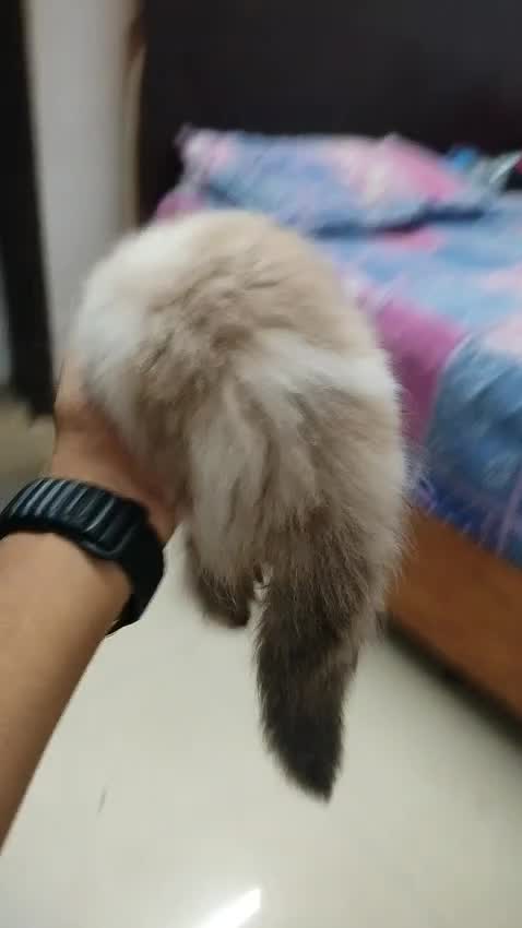 Ragdoll at an affiliated farm in Lucknow, Uttar Pradesh