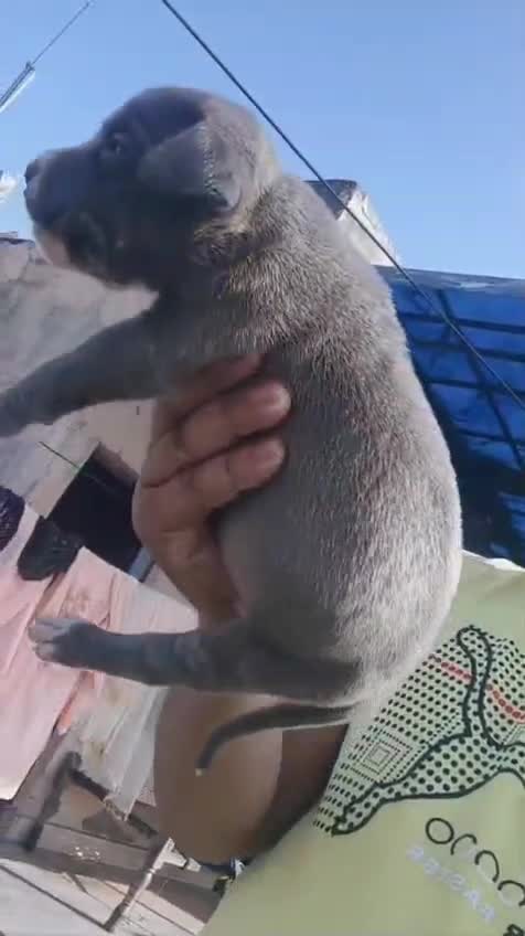 Pitbull Terrier Puppy, farm video