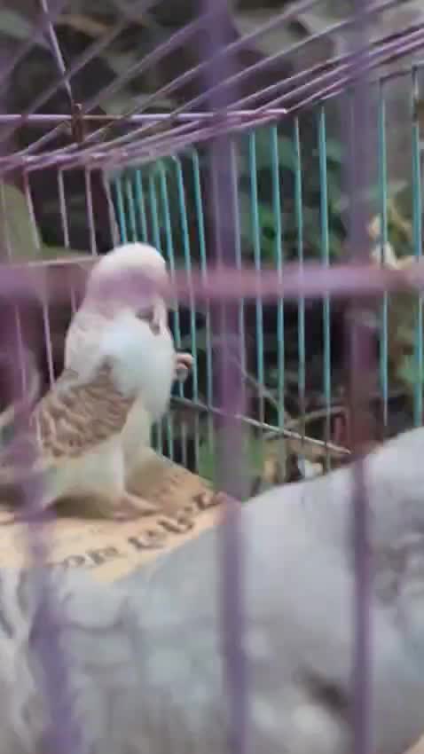 Budgies, farm video