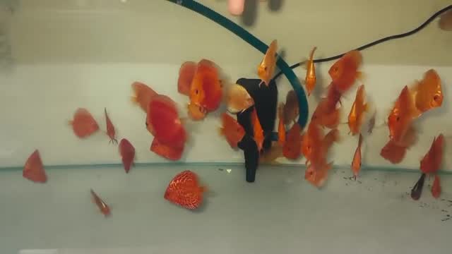 Discus, farm video