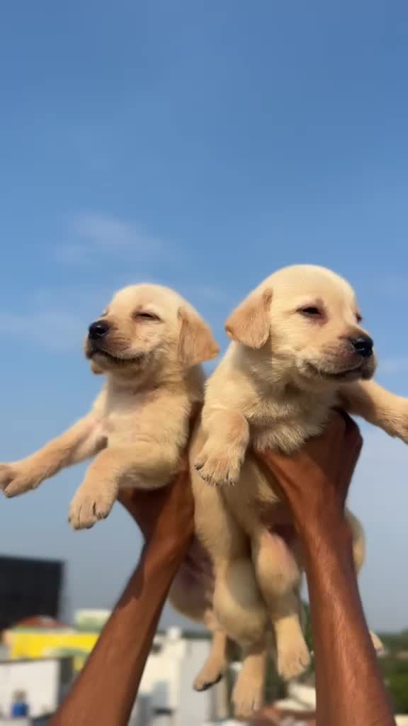 Beagle Black & Tan Puppy, farm video