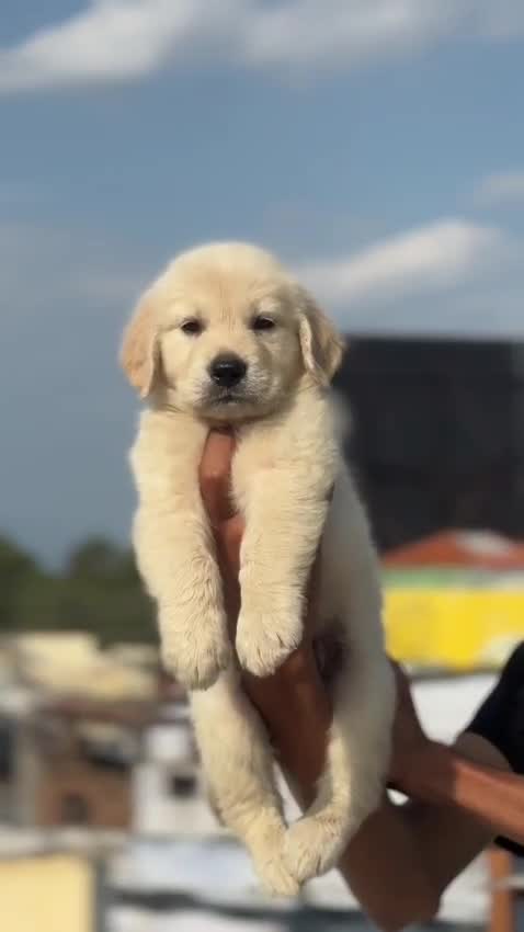 Golden Retriever, farm video